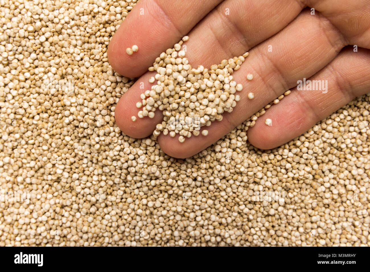 Chenopodium quinoa es el nombre científico de la quinua de oro. Persona