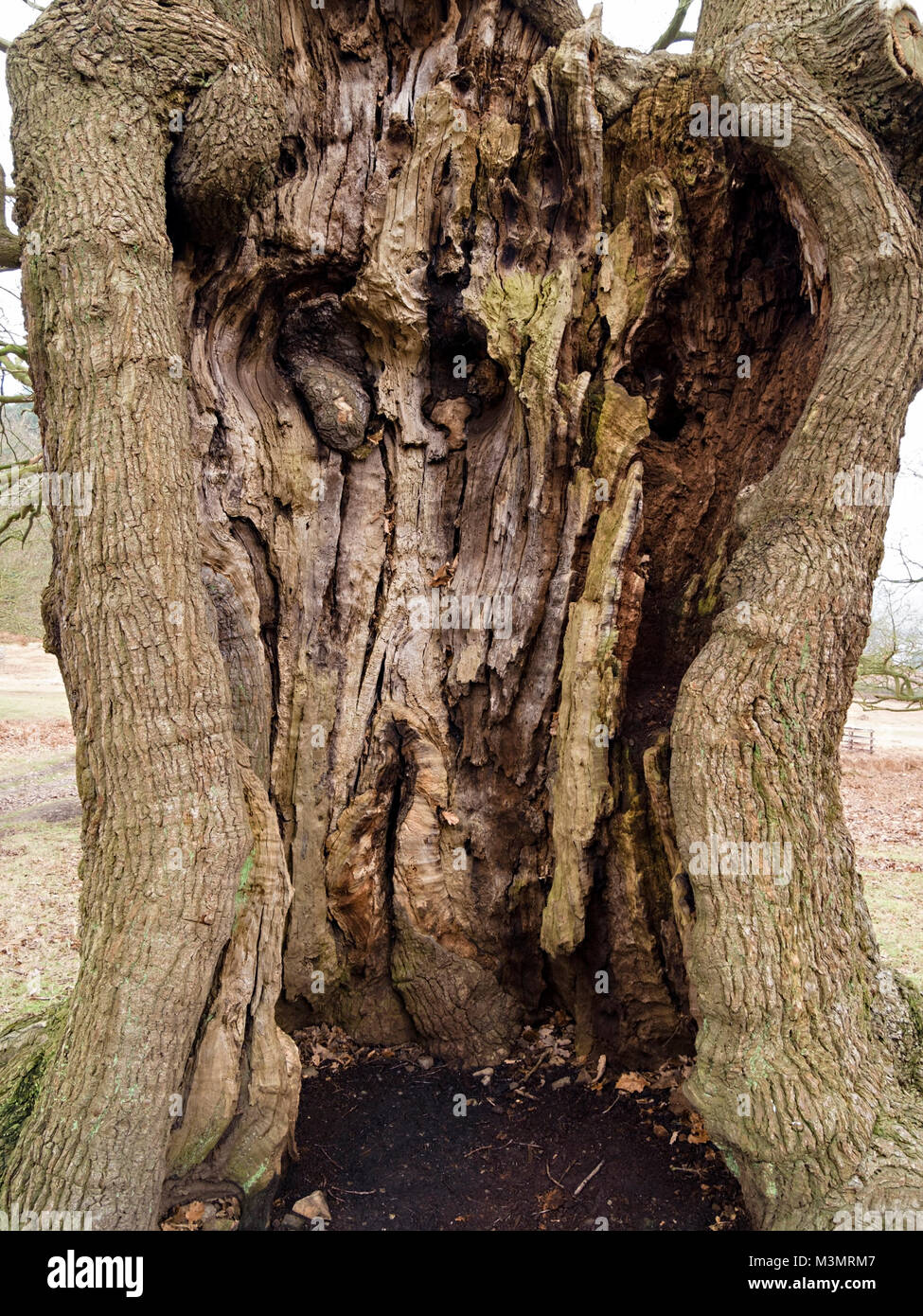 Tronco de árbol viejo hueco con nuevo árbol que crece de él Fotografía de  stock - Alamy