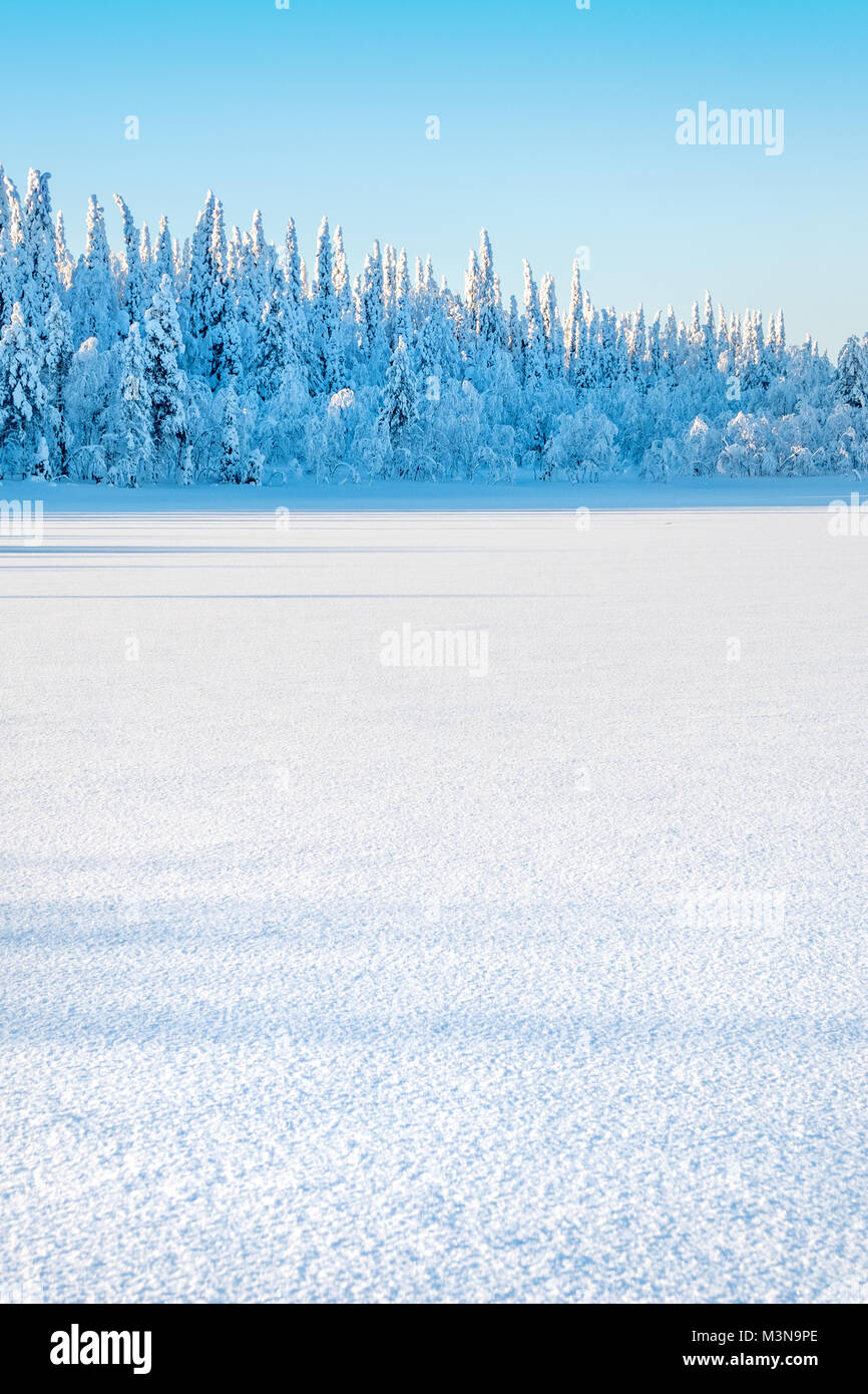Snow-laden bosques del norte de Finlandia Foto de stock