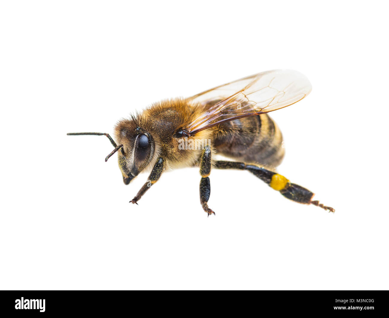 La abeja insecto aislado en blanco Foto de stock