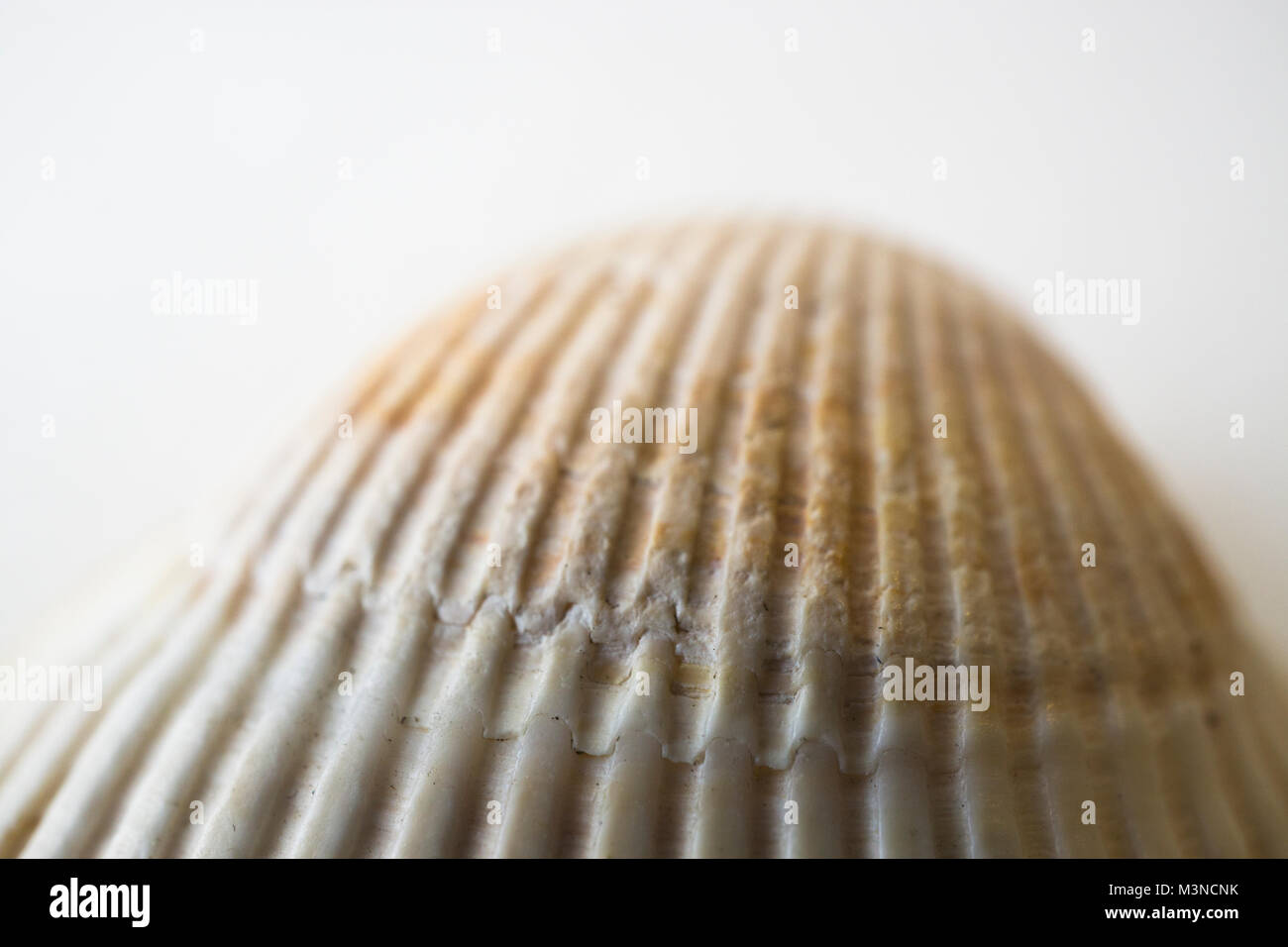 Acercamiento de las costillas de una concha de mar de berberechos. Foto de stock