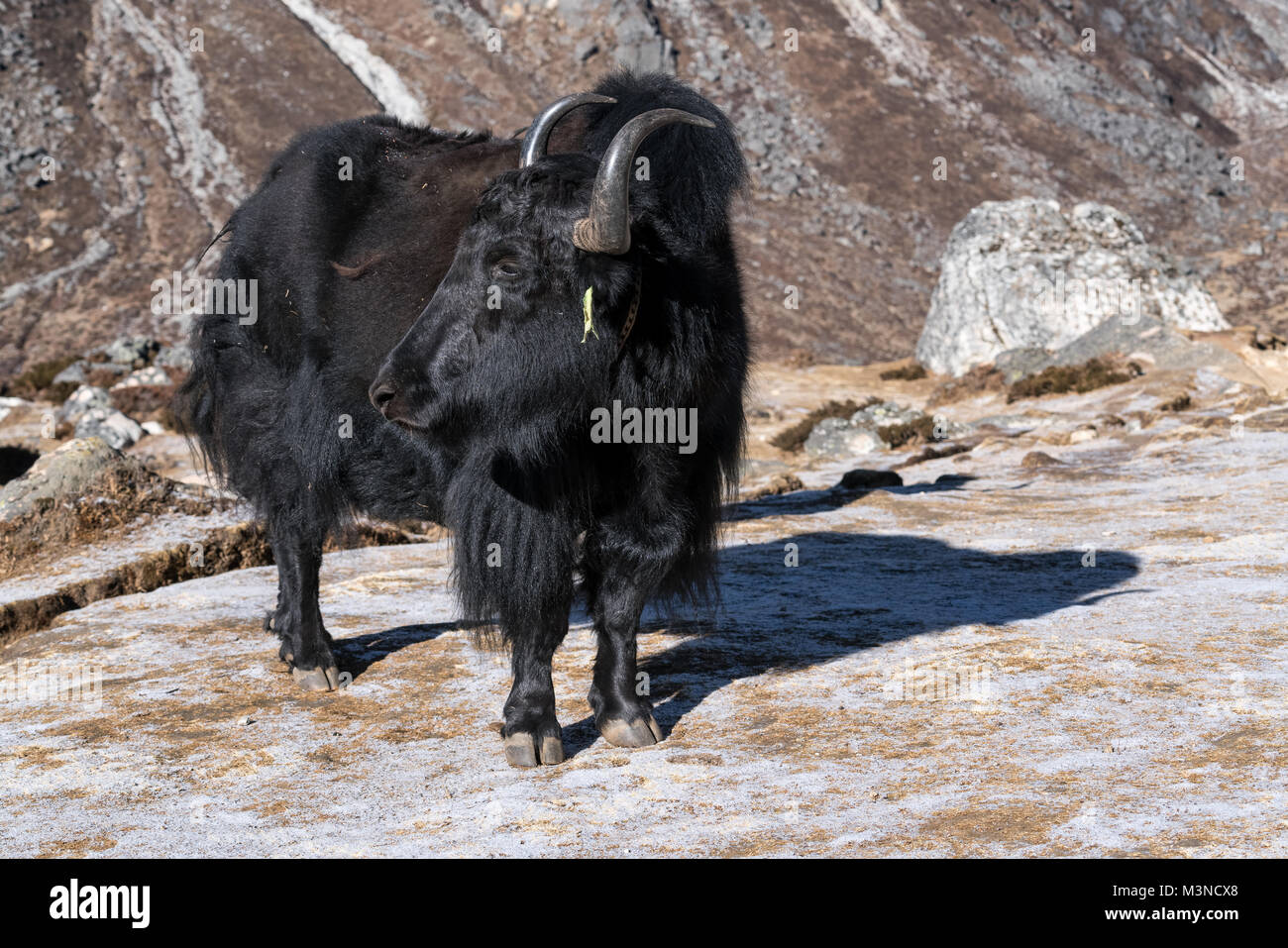 Yak animal en las montañas de Nepal, Nepal Foto de stock
