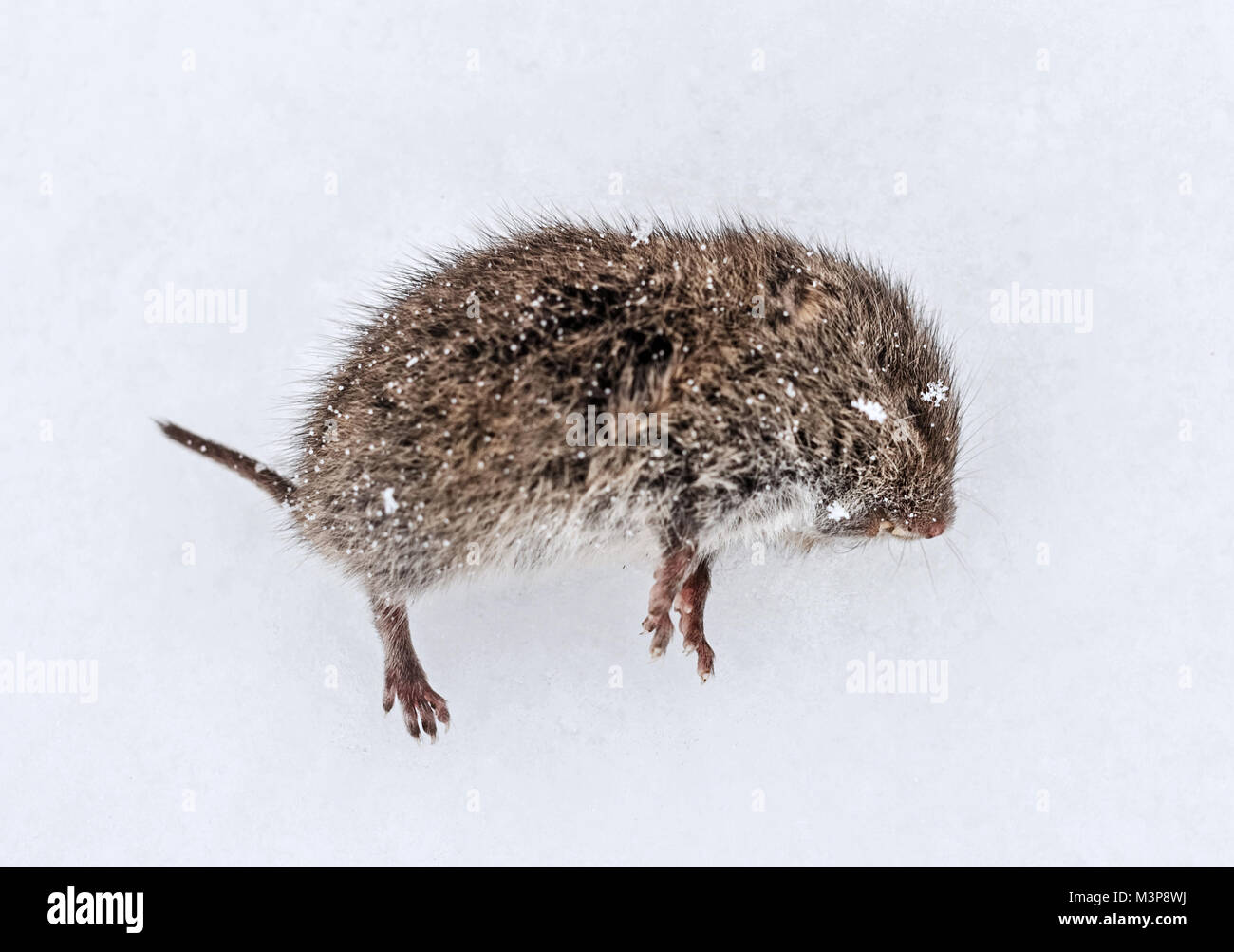 Rata congelada fotografías e imágenes de alta resolución - Alamy
