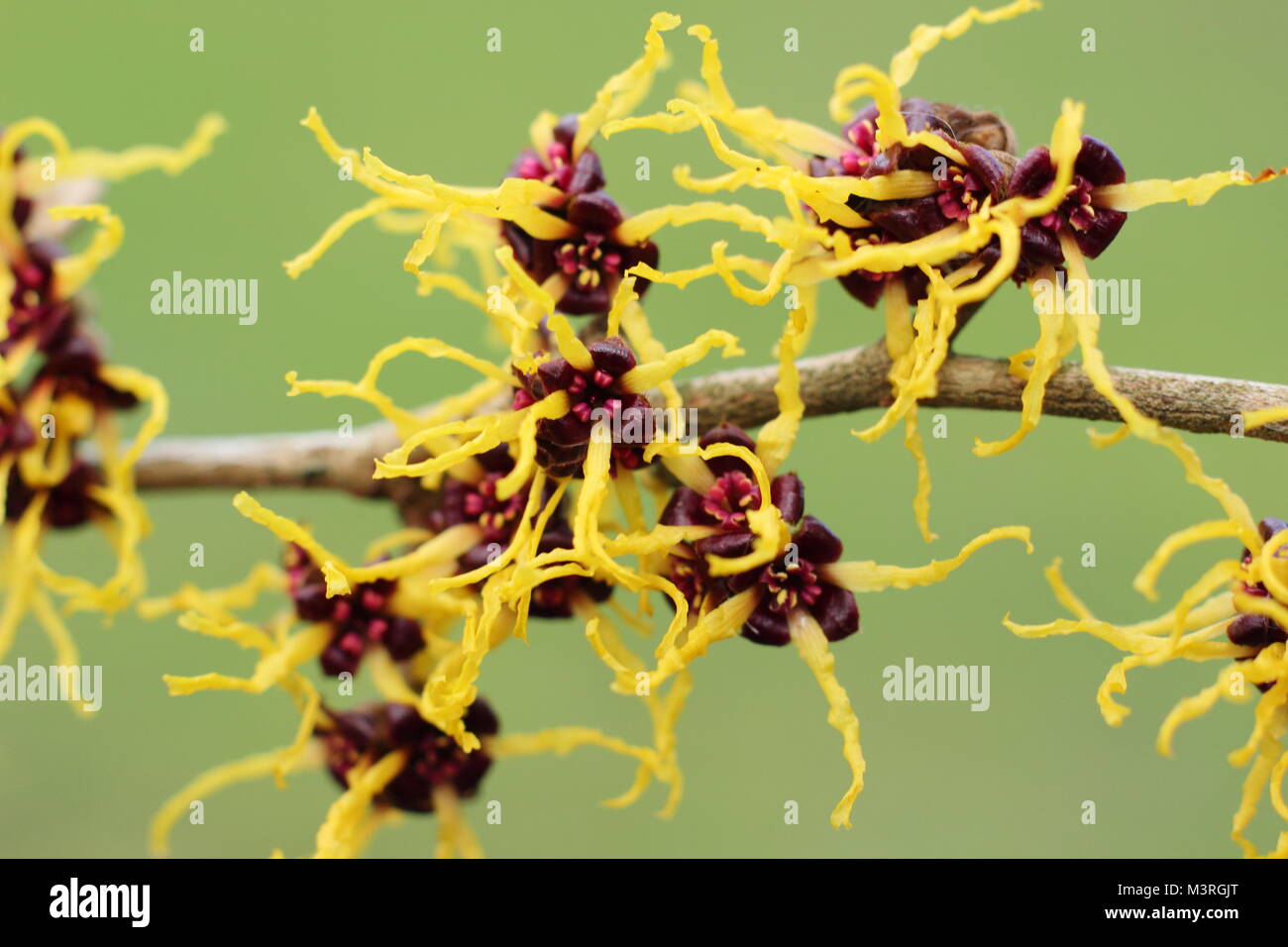 Bruja hazel arborea fotografías e imágenes de alta resolución - Alamy