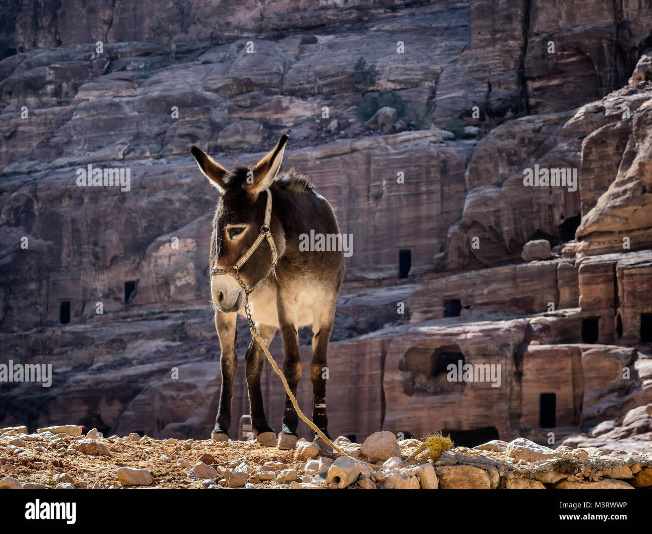 Burro cerca del santuario en Petra, Jordania Foto de stock