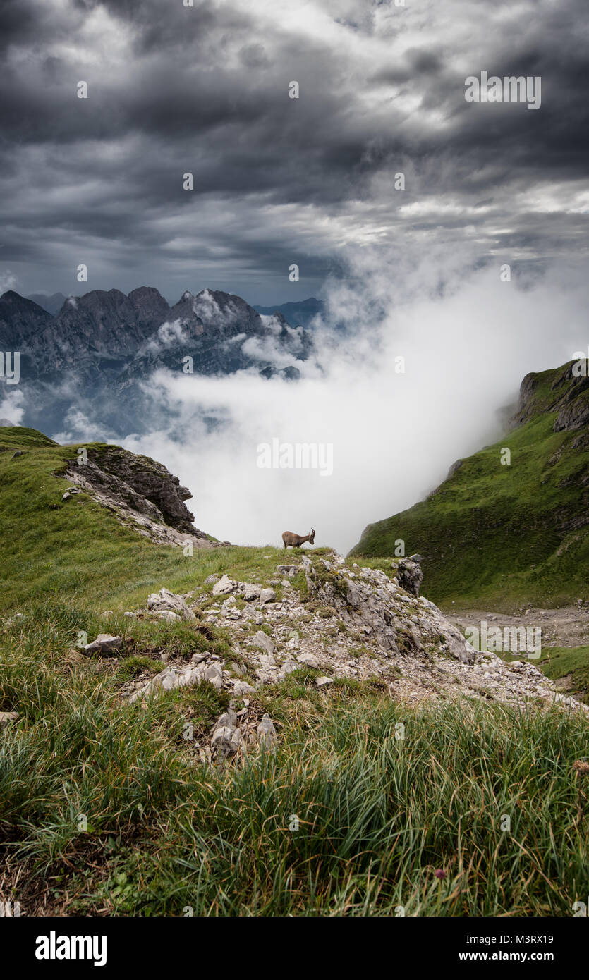 Íbice alpino espectacular enmarcada por las nubes Foto de stock