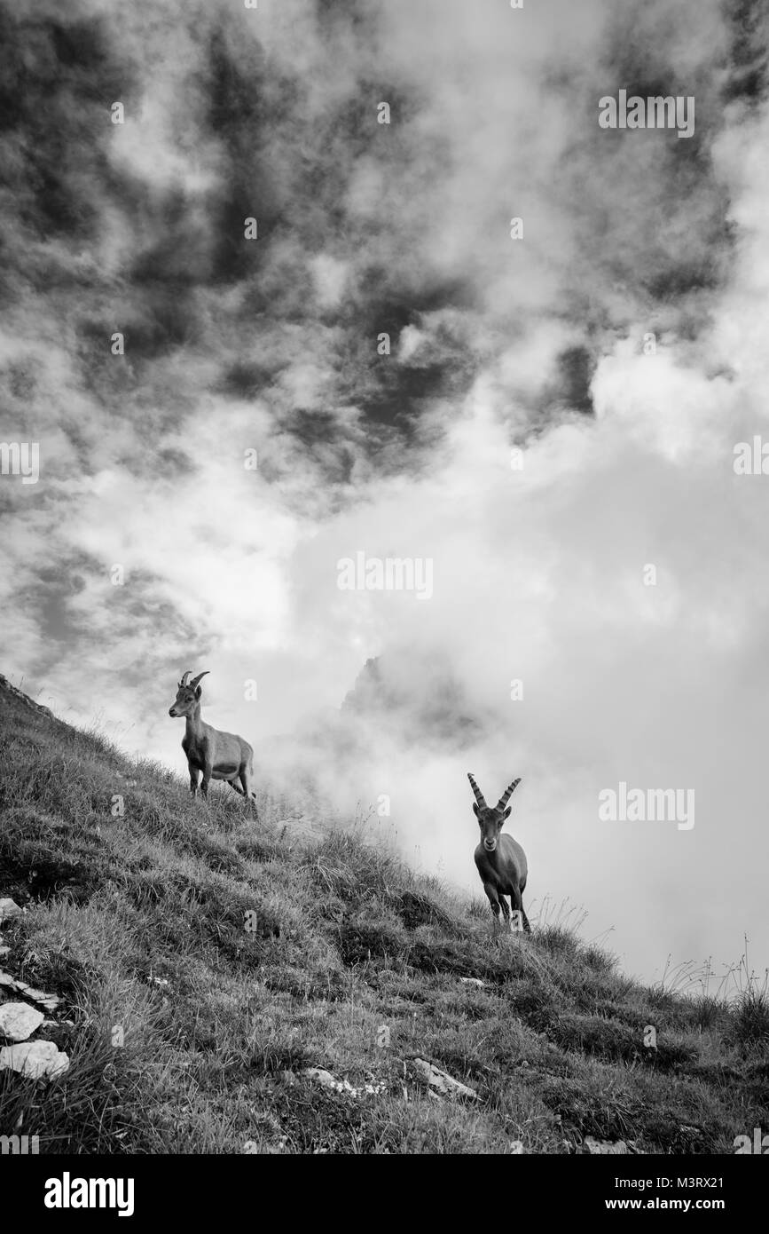 Íbice alpino disfrutando de los Dolomitas desierto en un día nublado Foto de stock