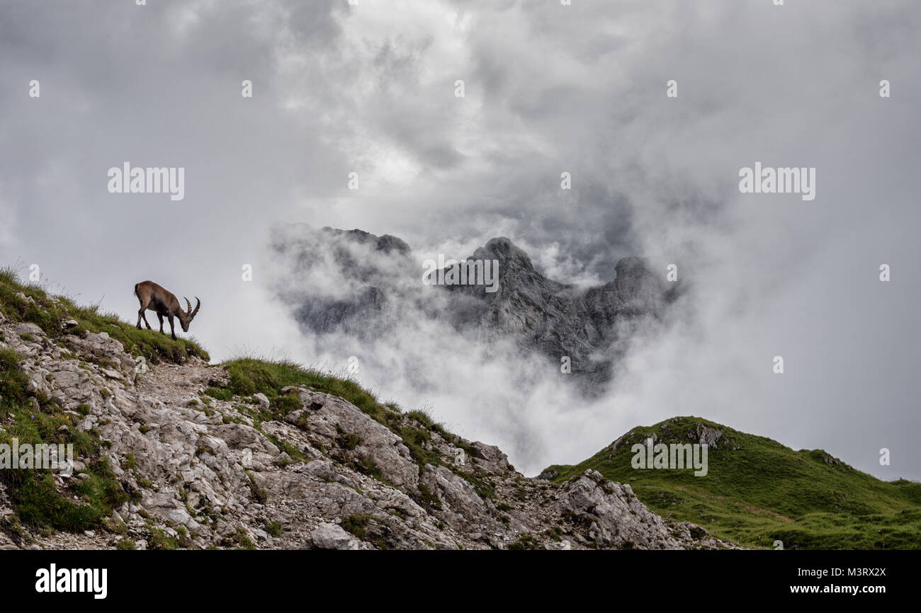 Íbice alpino disfrutando de los Dolomitas desierto en un día nublado Foto de stock