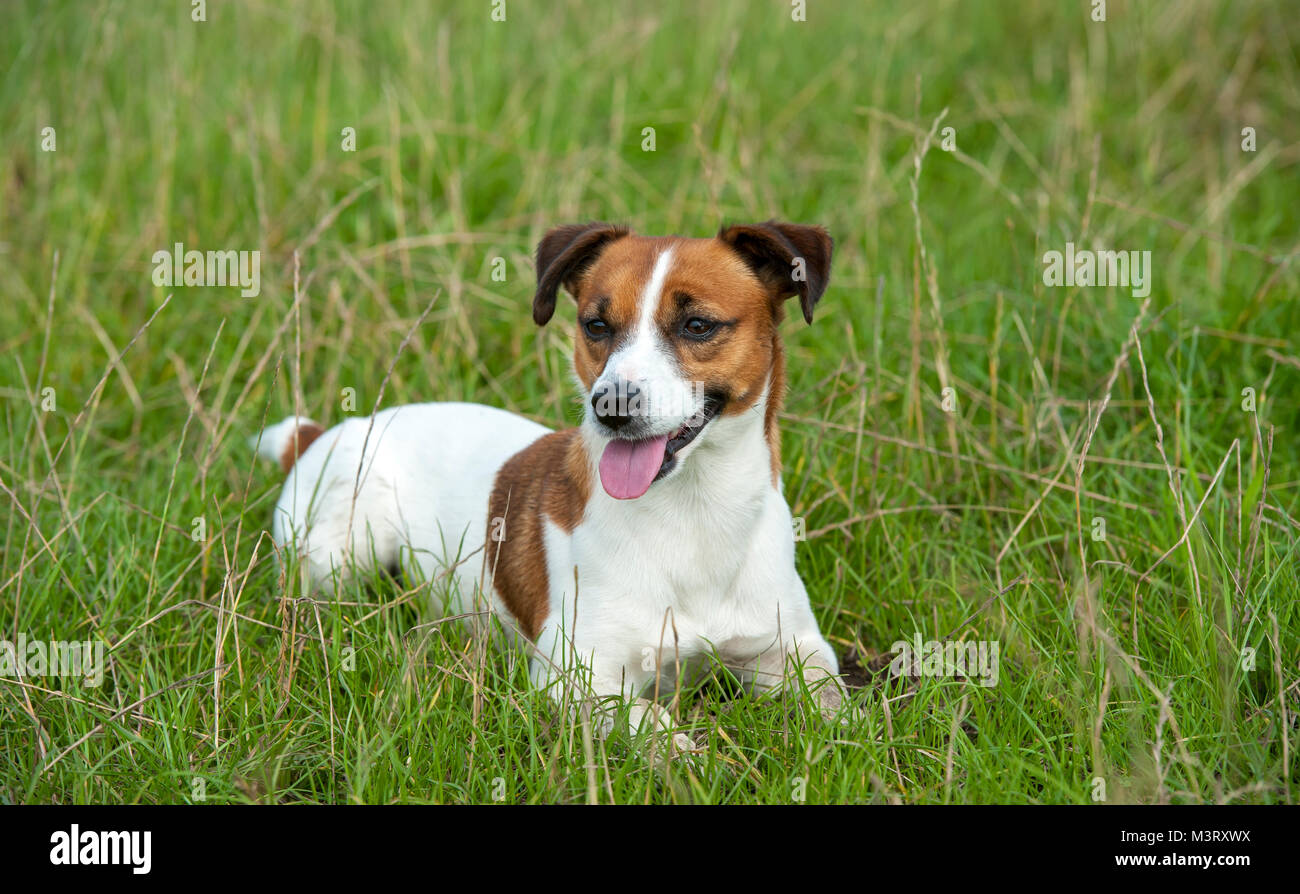 puede un zorro matar a un jack russell