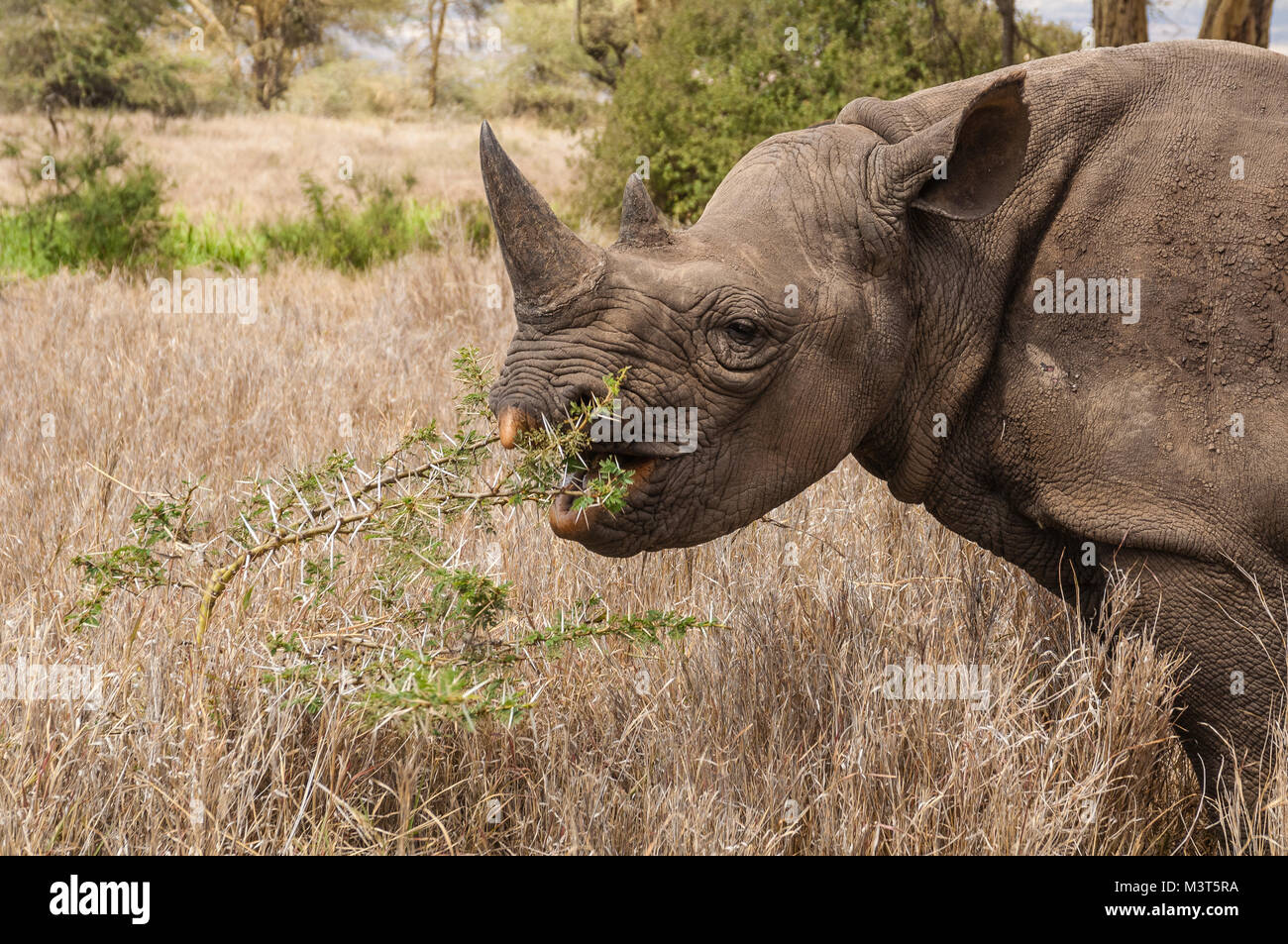 Rinocerontes negros (Diceros bicornis michaeli) son los principales objetivos de los cazadores furtivos que cazan por sus cuernos, de gran demanda en el Lejano Oriente para uso en tradit Foto de stock
