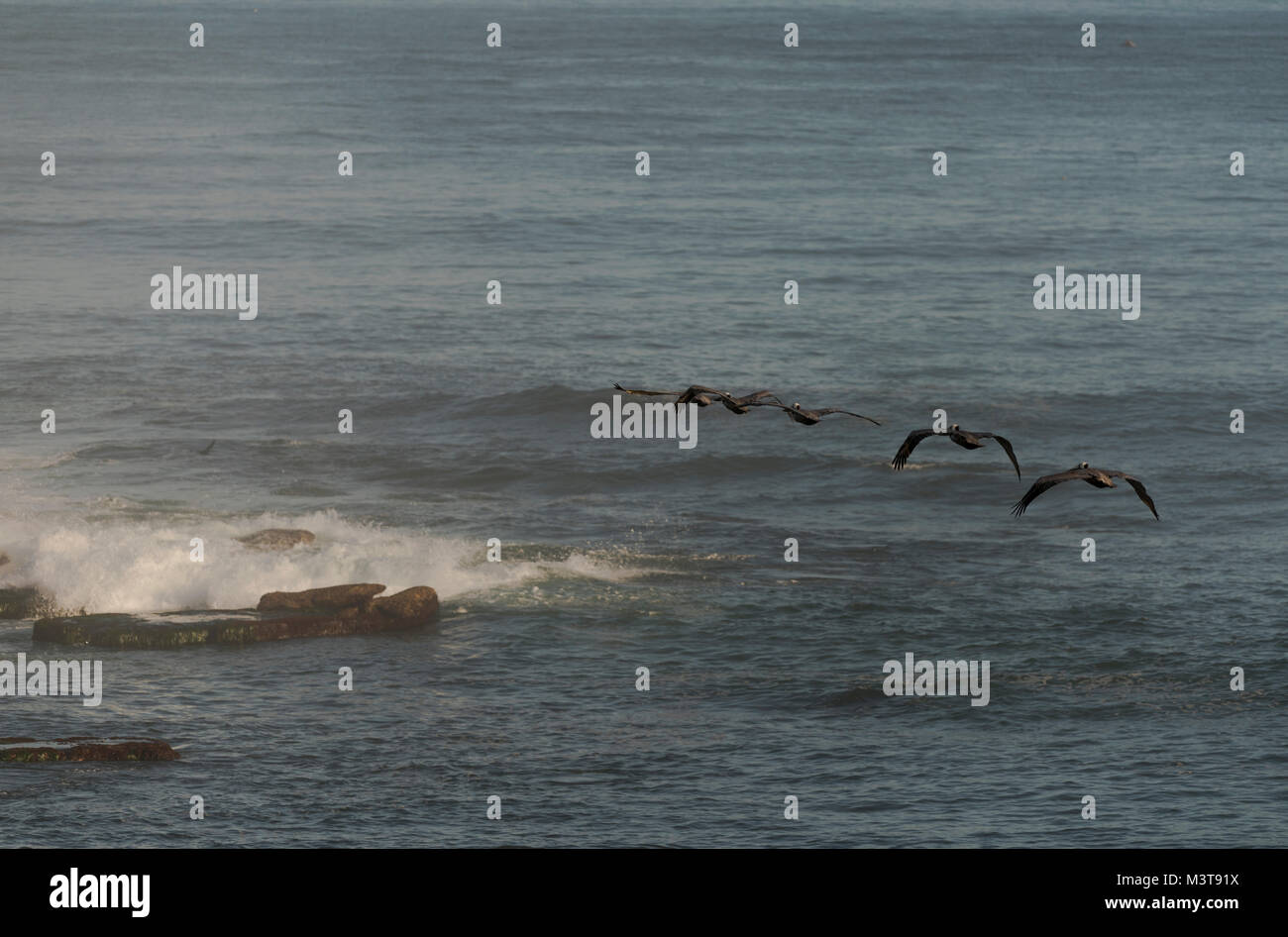 Pelícanos volando hacia el mar Foto de stock