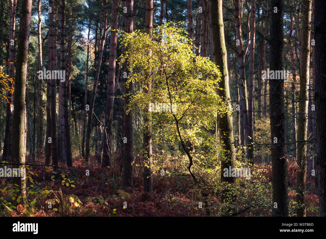 Luz de bosque de Lenga, retoño en otoño, Delamere, forestal Delamere, Cheshire, Inglaterra, Reino Unido. Foto de stock