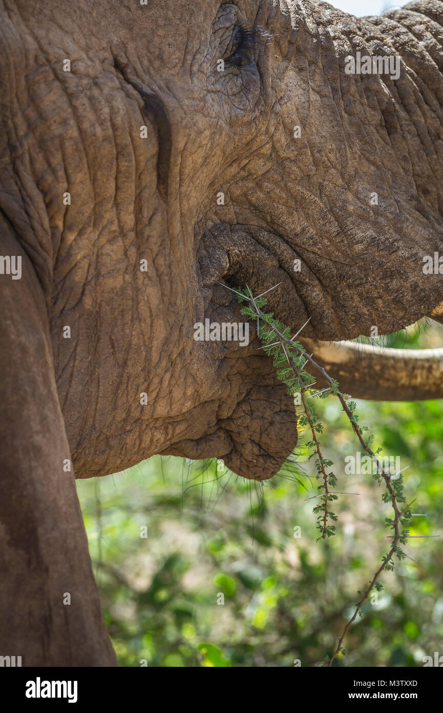 La alimentación del elefante africano, espinas de cerca; Samburu NR, Kenya. Foto de stock