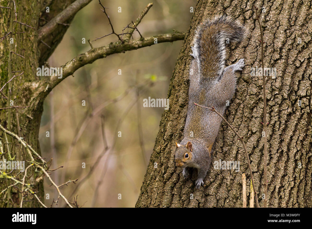 Esta imagen de una ardilla gris recorriendo un árbol muestra las patas traseras giran 180 grados para mantener un control sobre la corteza con sus garras. Foto de stock