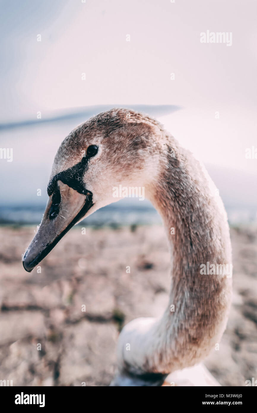 Foto de un cisne joven cerca de un lago en Italia Foto de stock