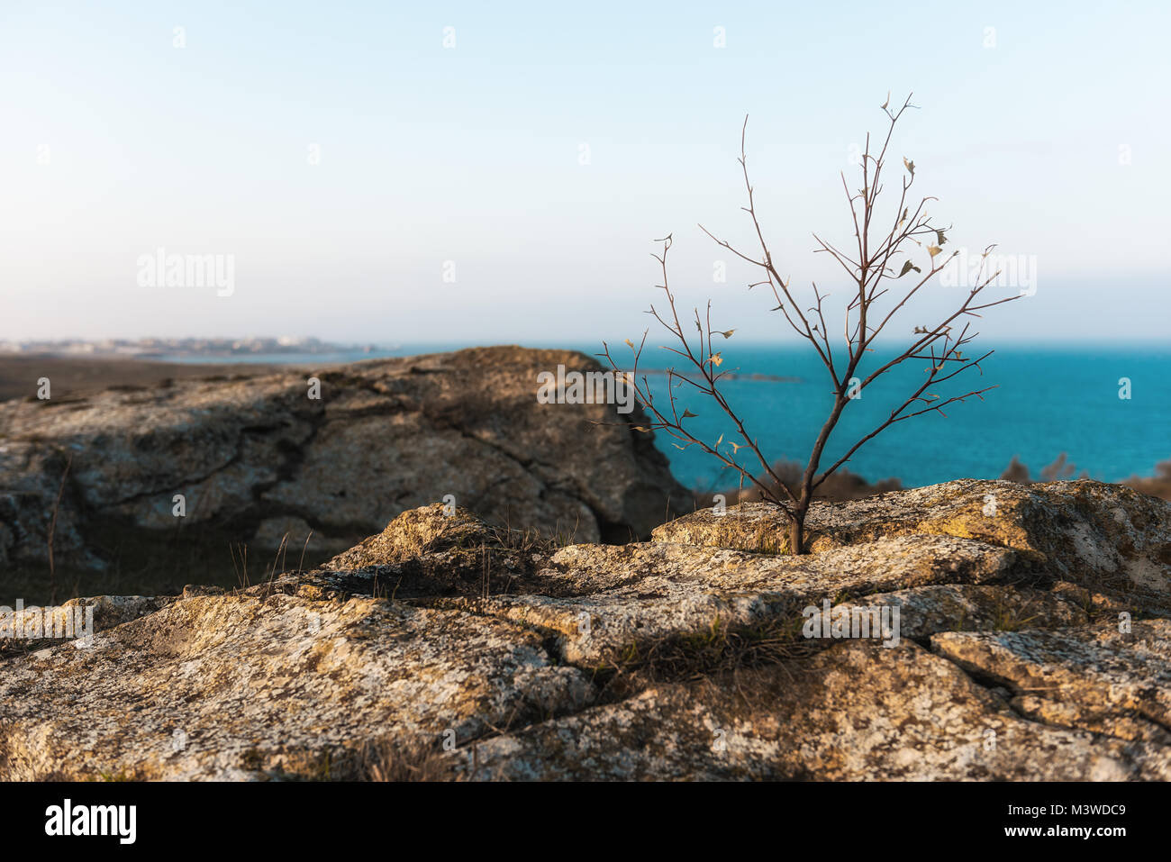 Árbol seco sobre una roca, orilla del mar Foto de stock