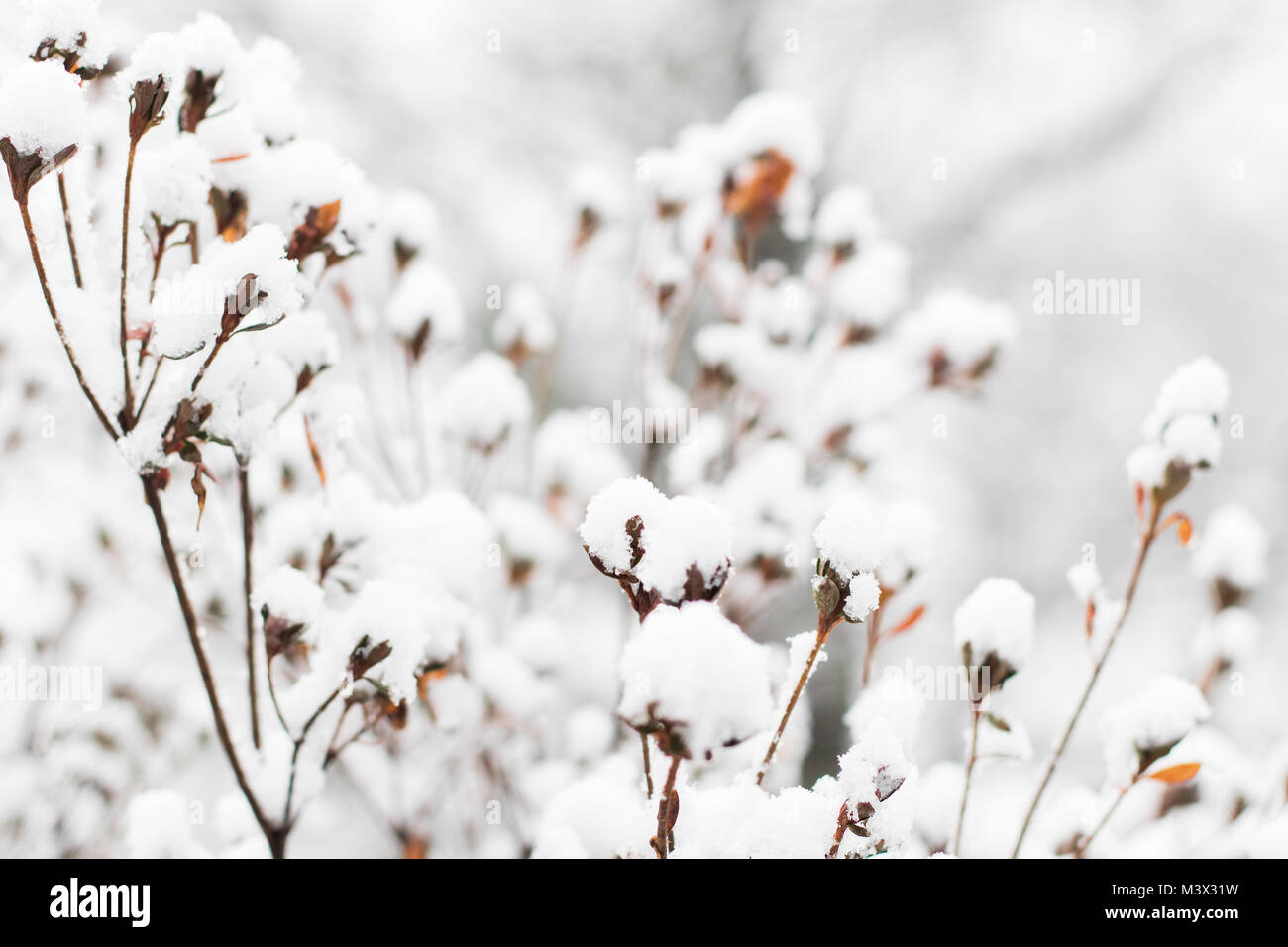 La nieve fresca en Azalea bush durante el invierno meridional snow day  Fotografía de stock - Alamy
