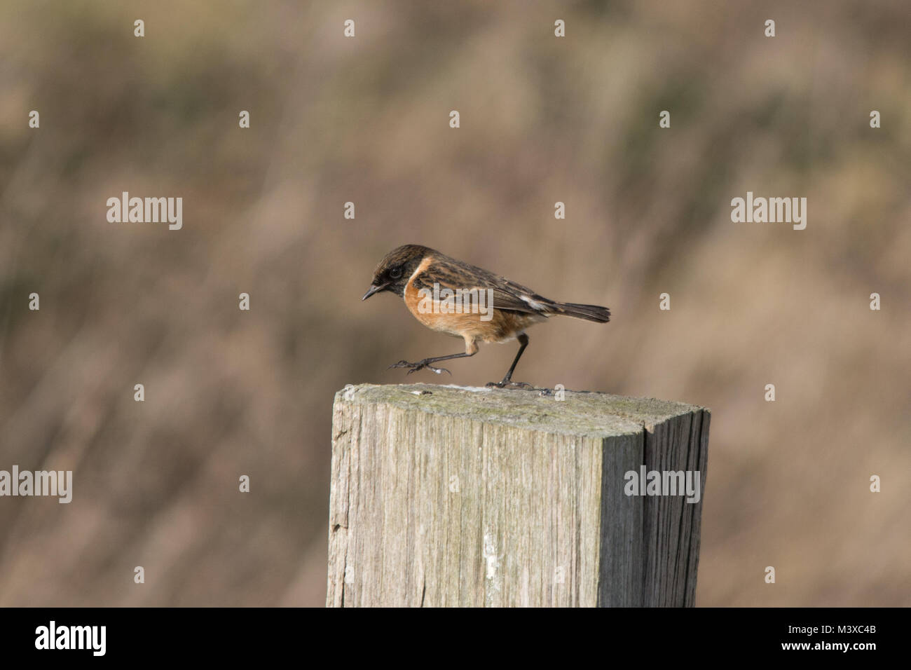 Hembra (Saxicola rubicola stonechat) pájaro sobre un poste de madera, REINO UNIDO Foto de stock