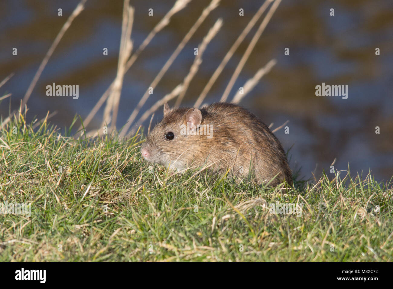 Rata marrón (Rattus norvegicus) alimentándose en la hierba en un día soleado de invierno, Reino Unido. Fauna, mamíferos. Foto de stock
