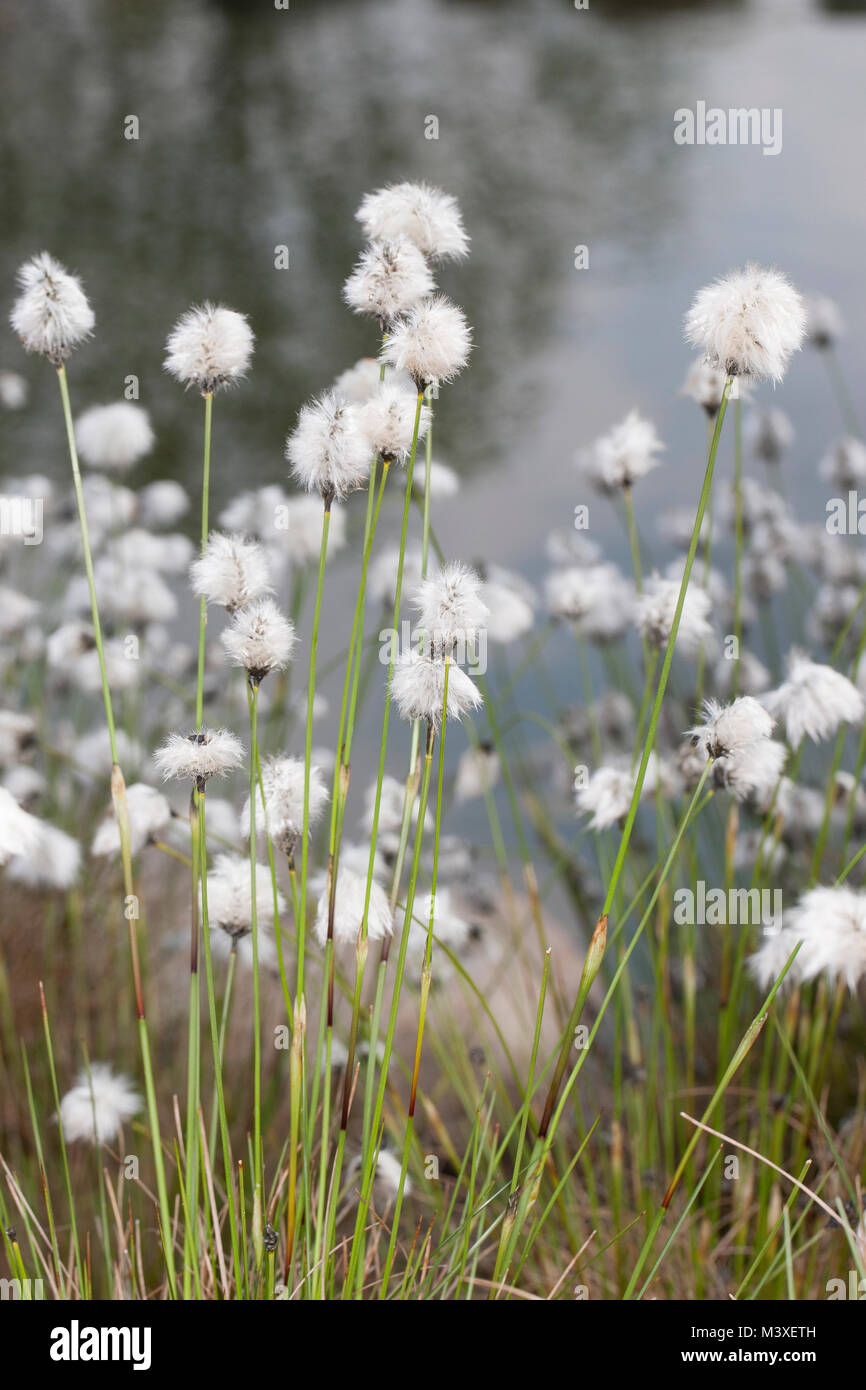 Scheidenwollgras Moor-Wollgras Scheiden-Wollgras,,,,, Schneiden-Wollgras Scheidiges Wollgras Eriophorum vaginatum, hare's Tail, cespitosas cottongrass co Foto de stock