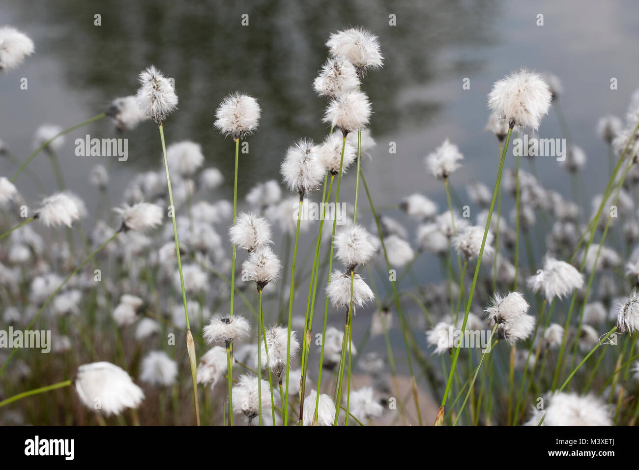 Scheidenwollgras Moor-Wollgras Scheiden-Wollgras,,,,, Schneiden-Wollgras Scheidiges Wollgras Eriophorum vaginatum, hare's Tail, cespitosas cottongrass co Foto de stock