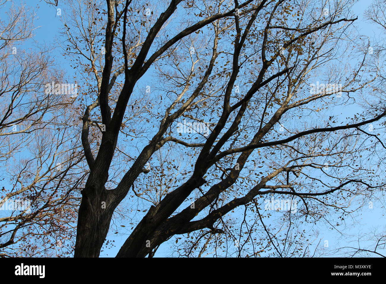 Hojas de otoño de colores y ramas artísticas de árboles con cielo azul,  Corea del Sur Fotografía de stock - Alamy