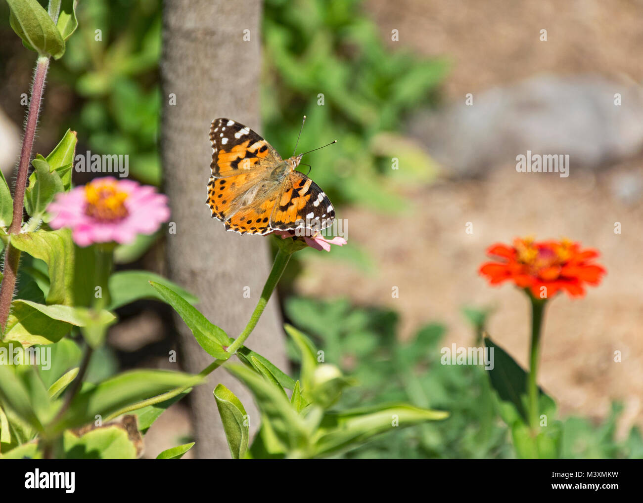 cierre de una mariposa pintada de naranja que se alimenta de un zinnia flor con un jardín borroso en el fondo Foto de stock