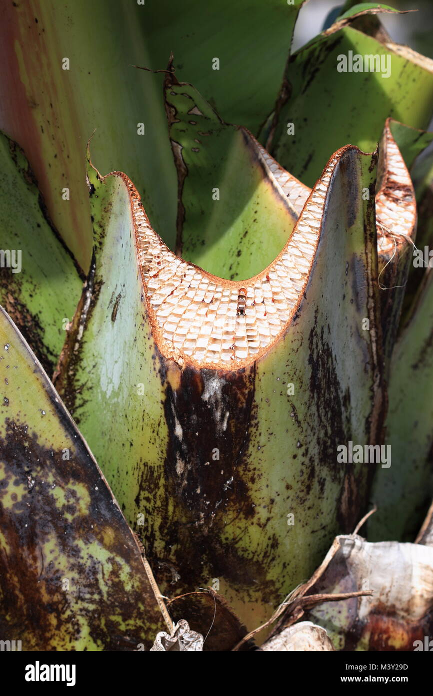 Cerrar imagen de Ensete ventricosum recién podados, abisinio tallo hojas de banana Foto de stock
