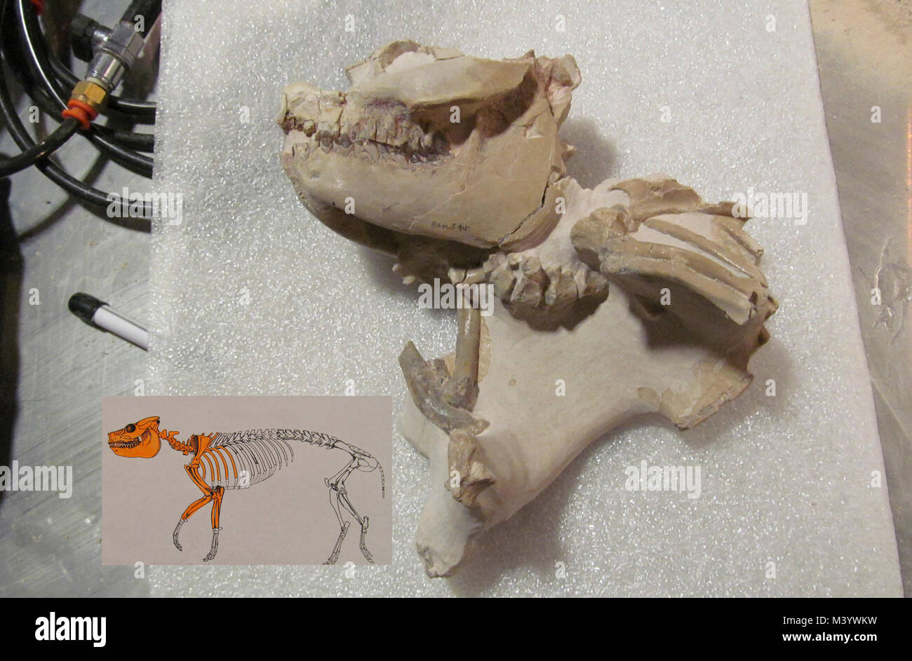 Fósil Oreodont con dibujo del esqueleto. Fósil Oreodont con resaltado de dibujo del esqueleto de la zona representada en el fósil. Foto de stock