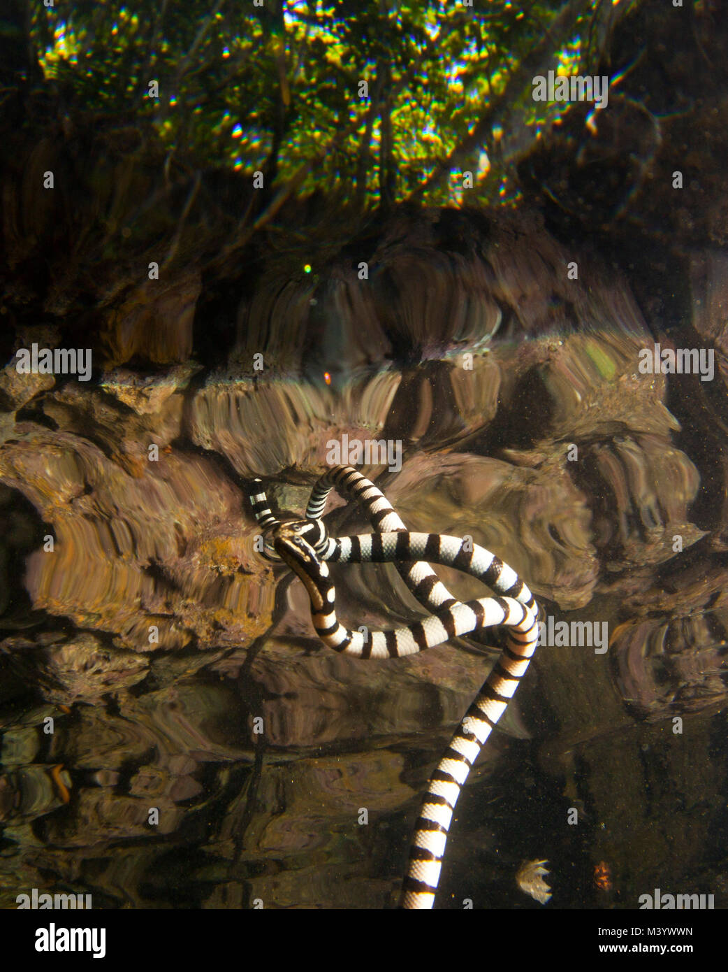 Una serpiente de mar que es reflejada por la superficie del agua Foto de stock