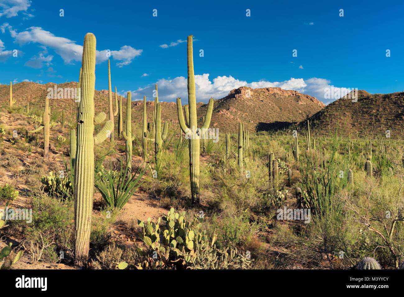 Los sahuaros al atardecer en el Desierto de Sonora, cerca de Phoenix. Foto de stock