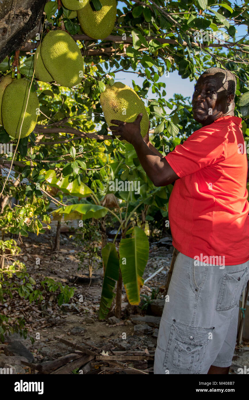 Hombre en rojo arriba cosechando fruta de un árbol temático sobre Jaca en  Jamaica, West Indies, Caribe Fotografía de stock - Alamy
