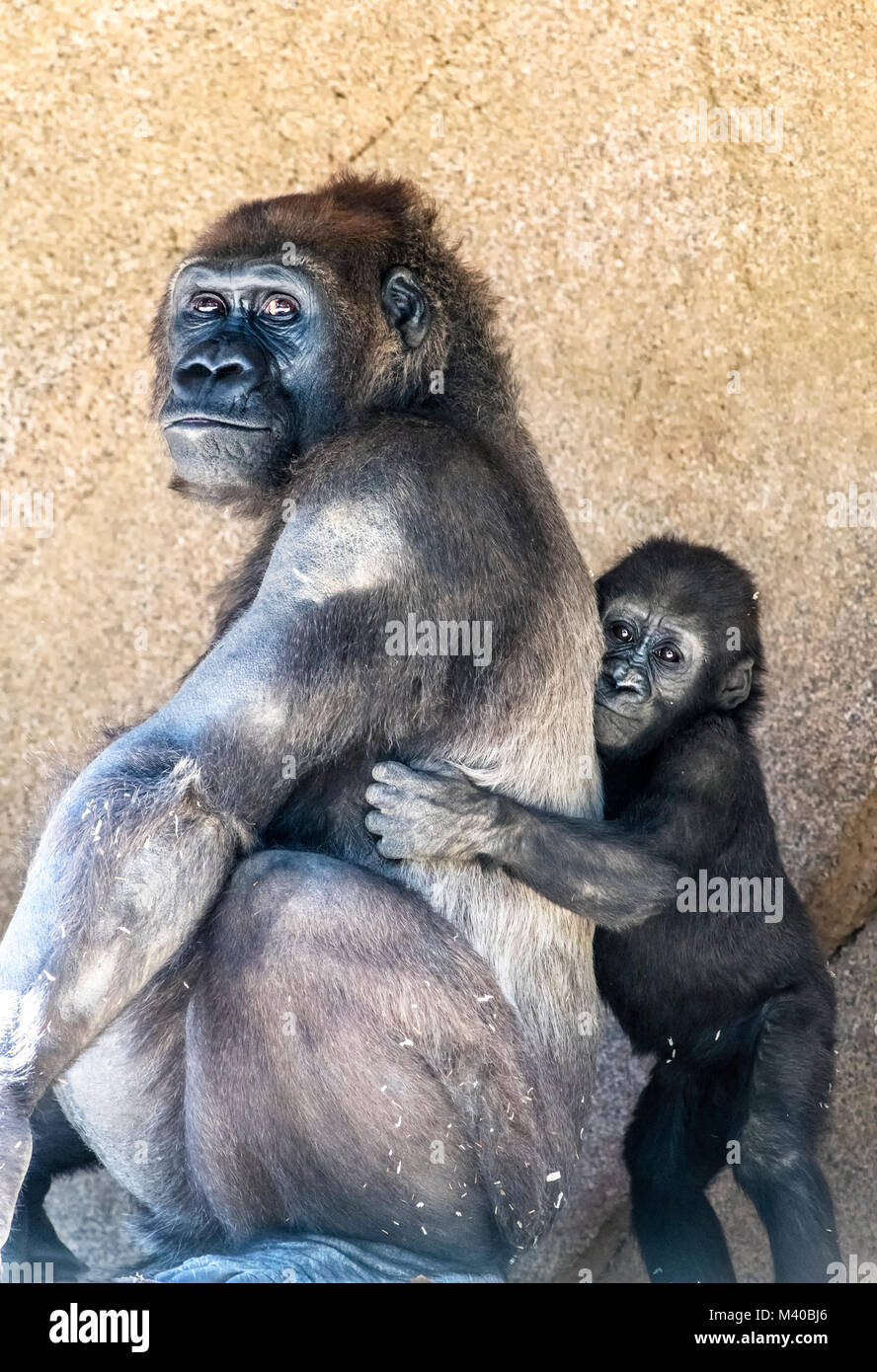 Una hembra de gorila silverback con su joven descendencia muestra el vínculo entre la madre y el bebé. Foto de stock