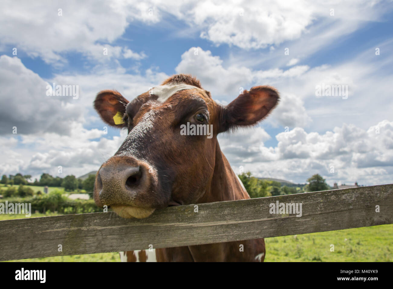 De cerca una vaca marrón descansando su cabeza sobre una valla de madera en tierras de cultivo Foto de stock