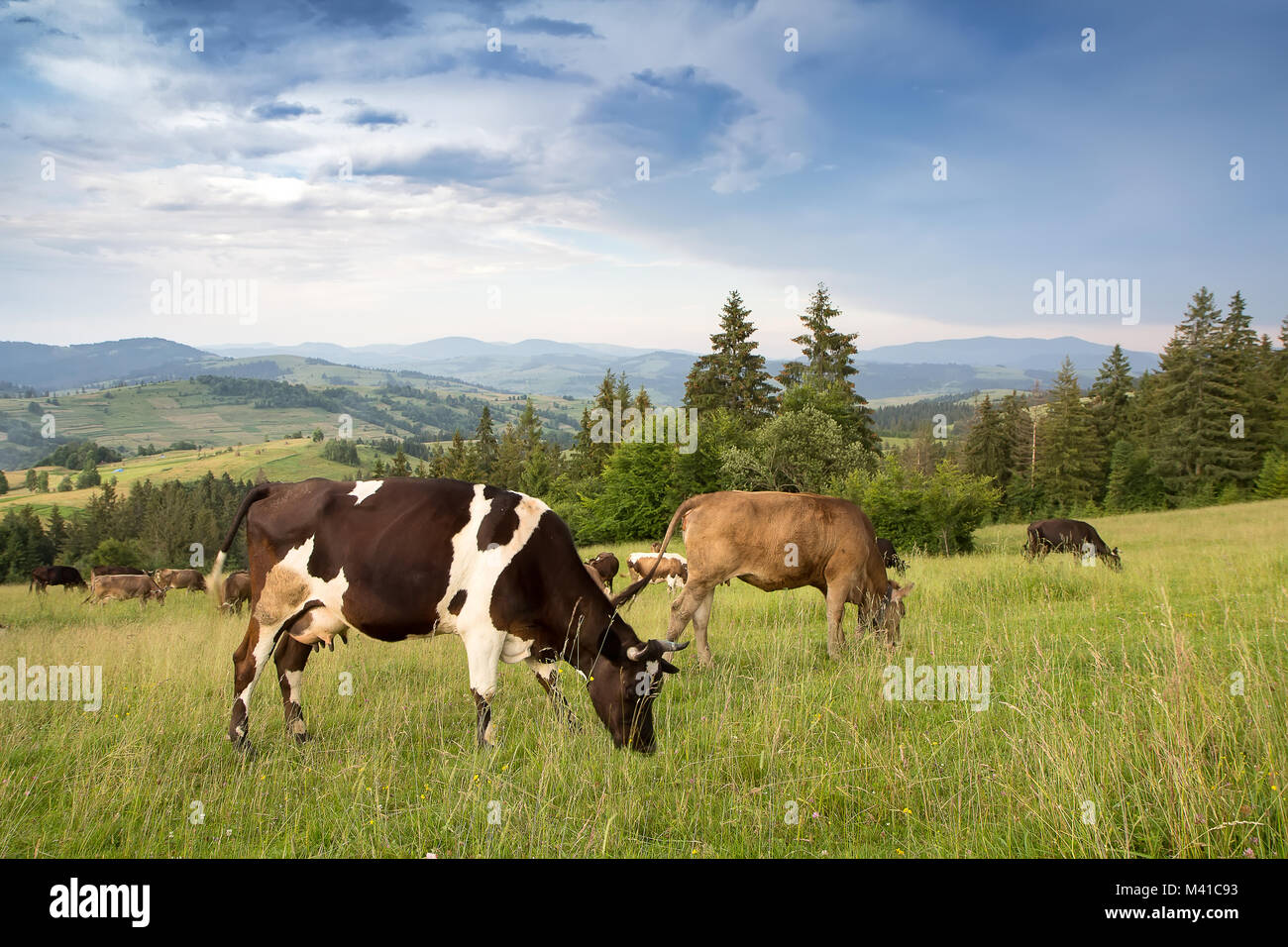 Un rebaño de vacas que pastan en los prados en una zona montañosa Foto de stock