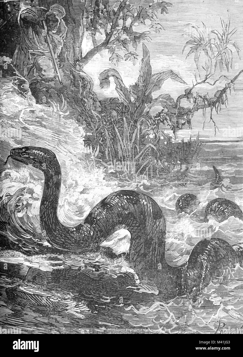 Python gigantes, serpiente o monstruo del lago en el lago Fetzara grabado de Argelia (1879) Foto de stock