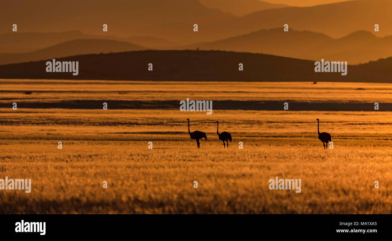 Avestruces de Namibia al amanecer. Foto de stock