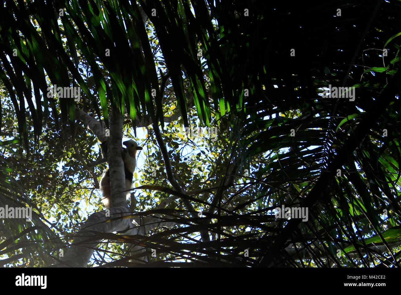 Anteater en un árbol en el Pantanal, Brasil Foto de stock