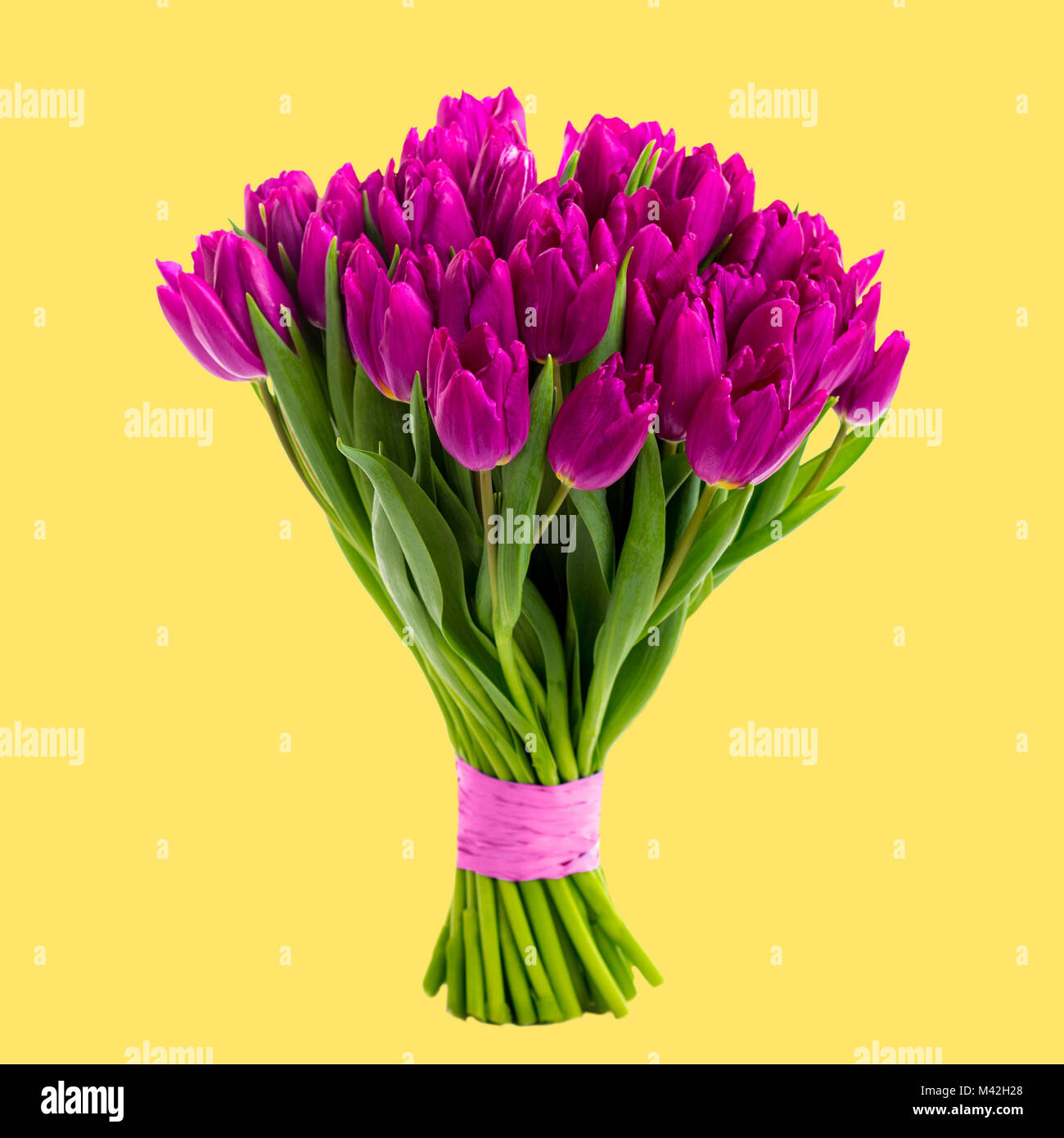 Tulipanes púrpura i sobre un fondo turquesa Foto de stock