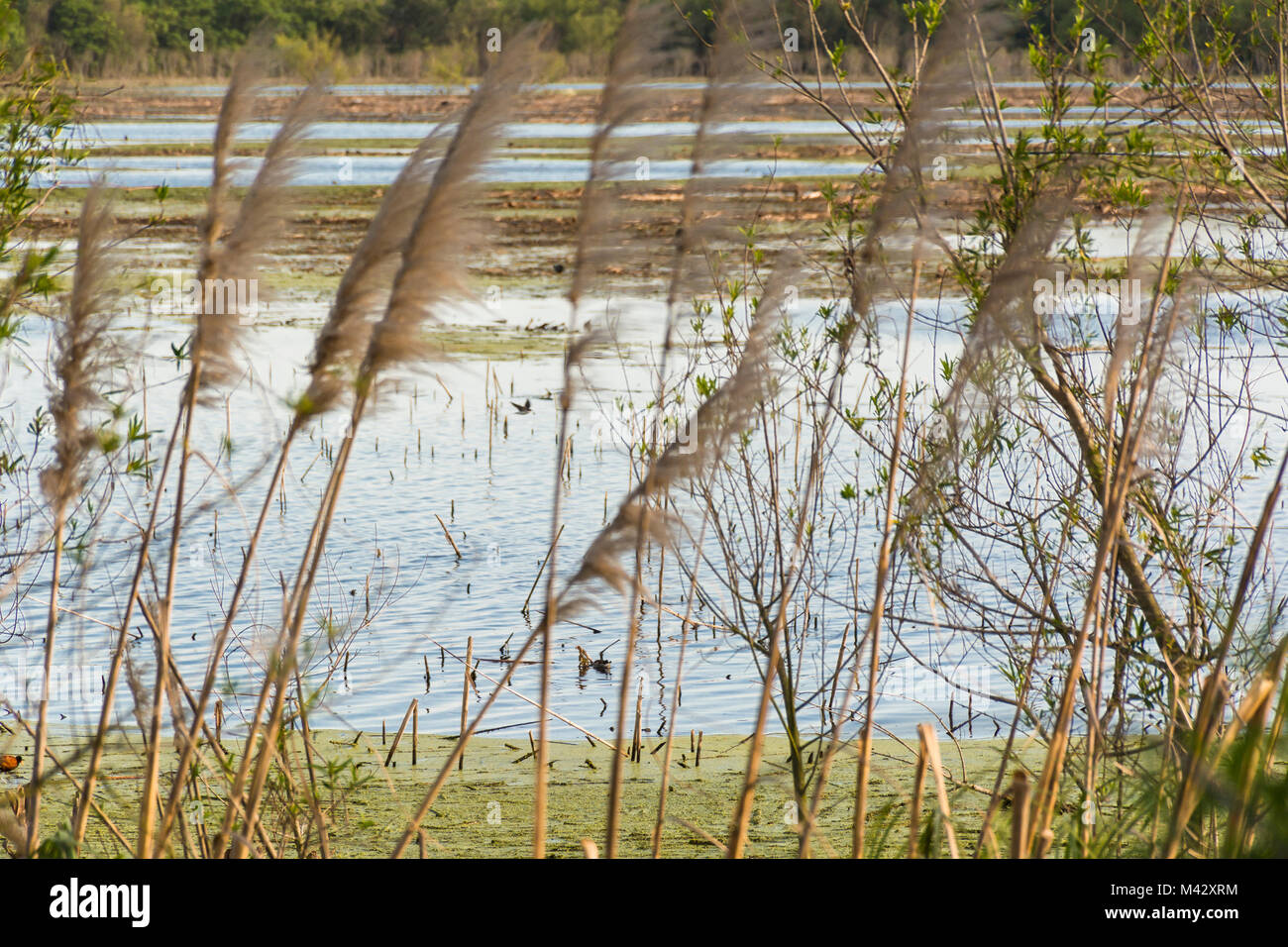 Hierba de la pampa (Cortaderia selloana) en Buenos Aires la Reserva Ecológica Costanera Sur, Argentina Foto de stock