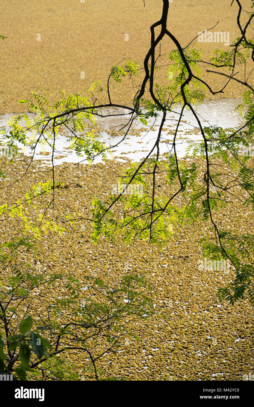 Buenos Aires Reserva Ecológica Costanera Sur, Argentina Foto de stock