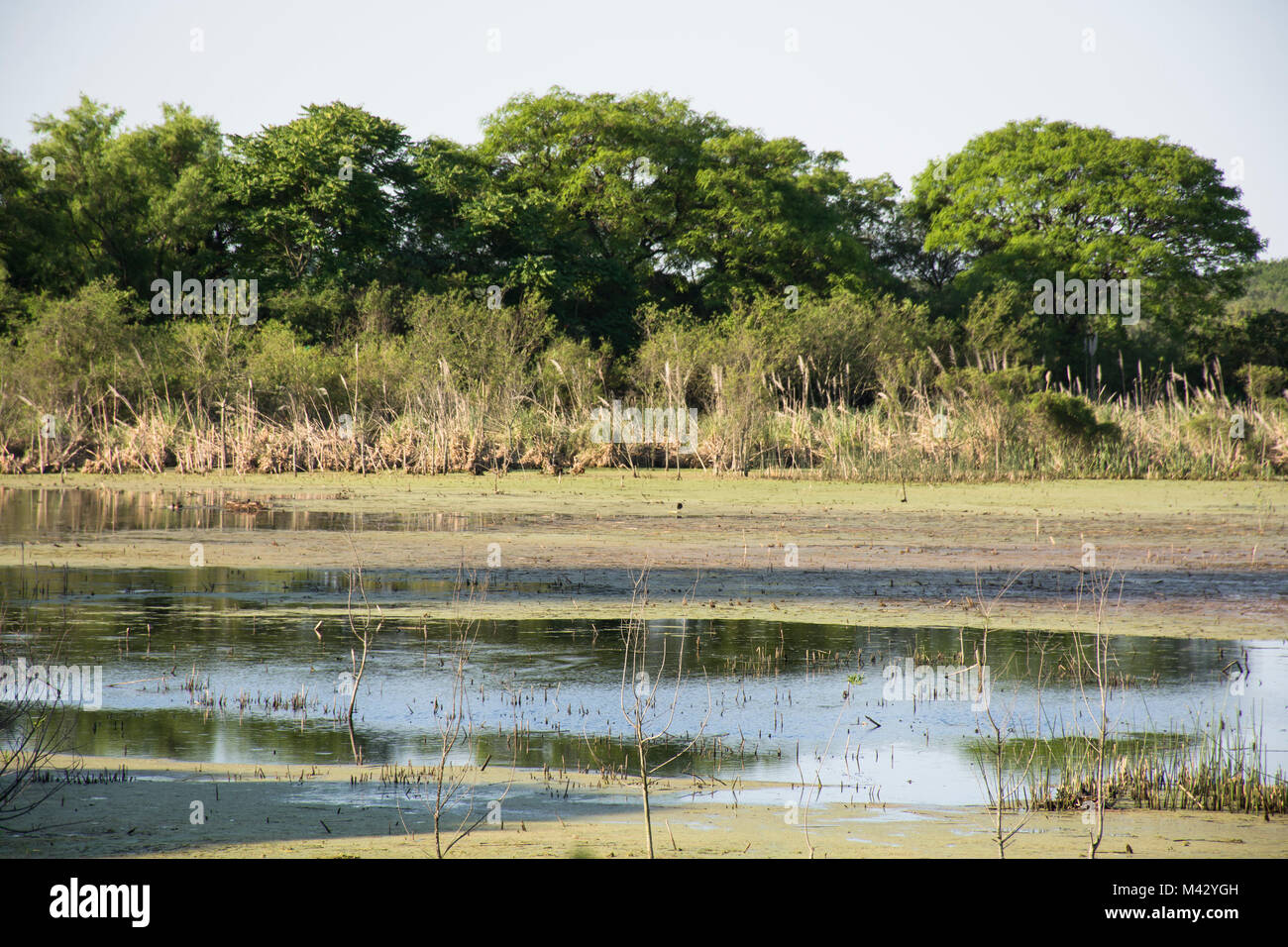 Buenos Aires Reserva Ecológica Costanera Sur, Argentina Foto de stock