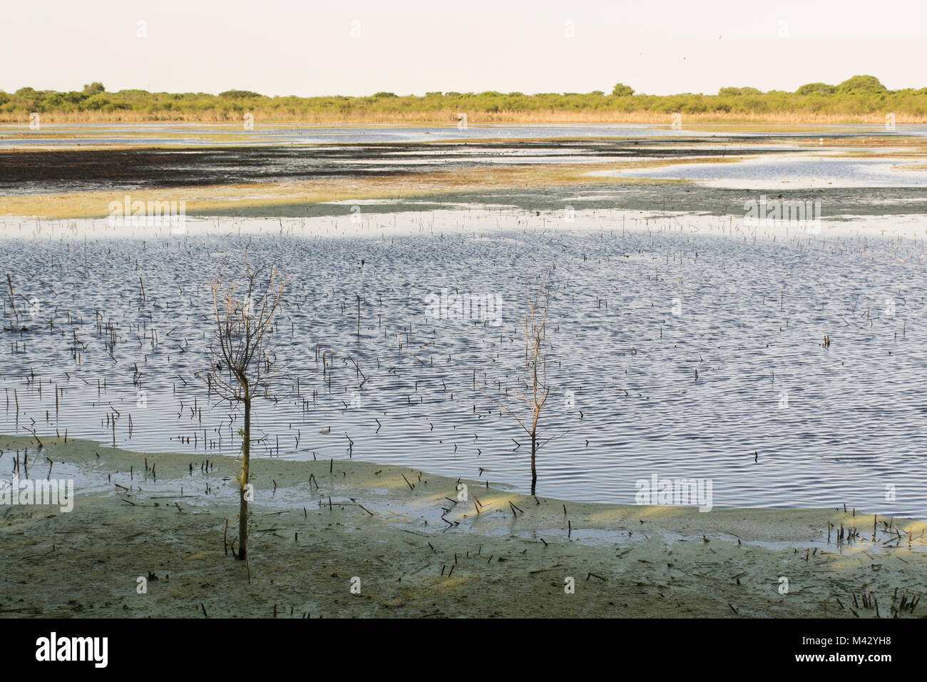 Buenos Aires Reserva Ecológica Costanera Sur, Argentina Foto de stock