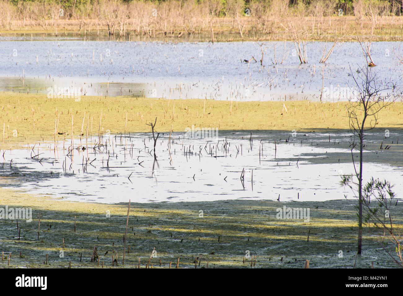 Buenos Aires Reserva Ecológica Costanera Sur, Argentina Foto de stock