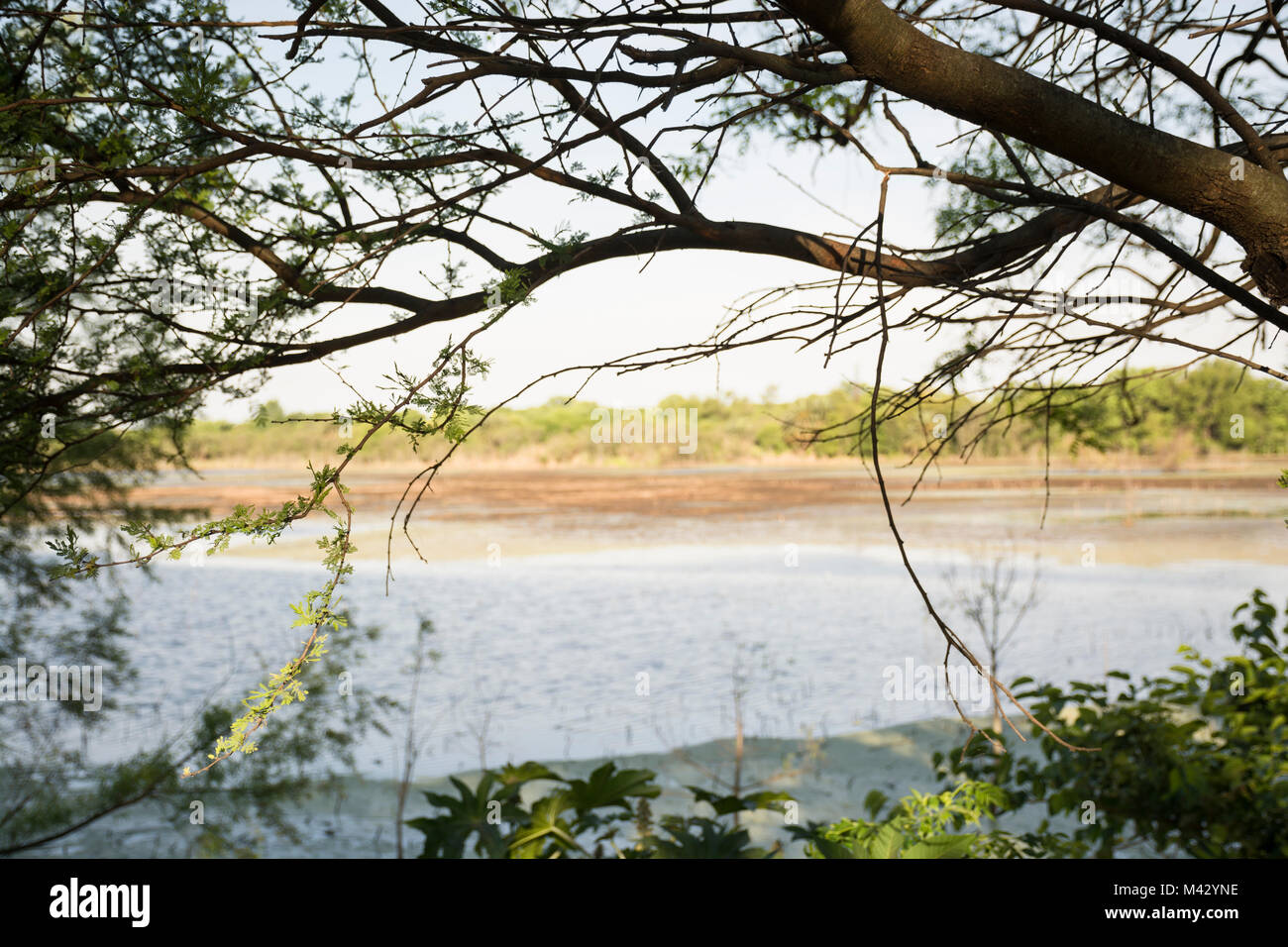 Buenos Aires Reserva Ecológica Costanera Sur, Argentina Foto de stock