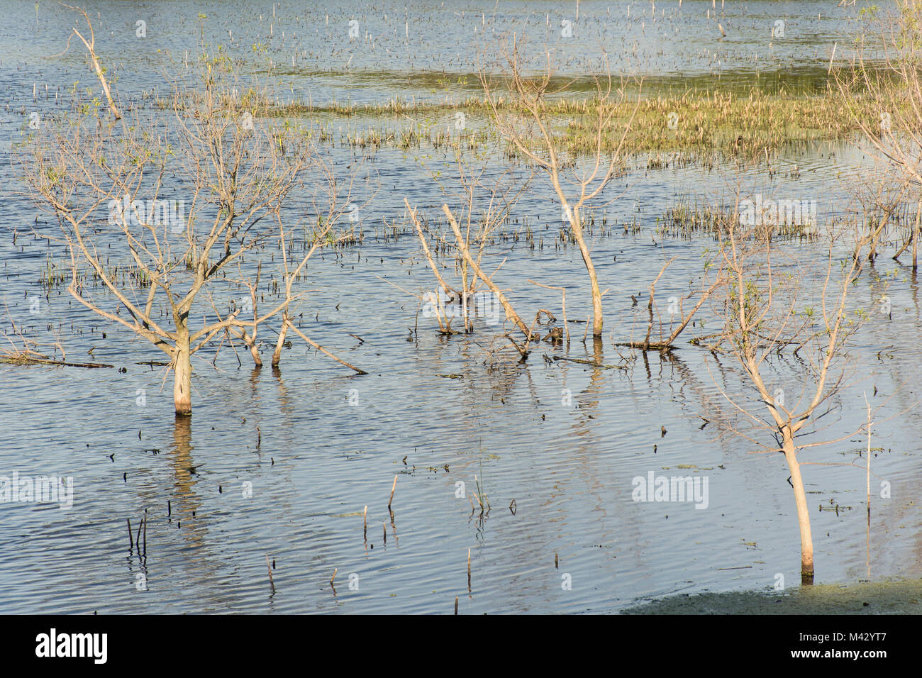 Buenos Aires Reserva Ecológica Costanera Sur, Argentina Foto de stock