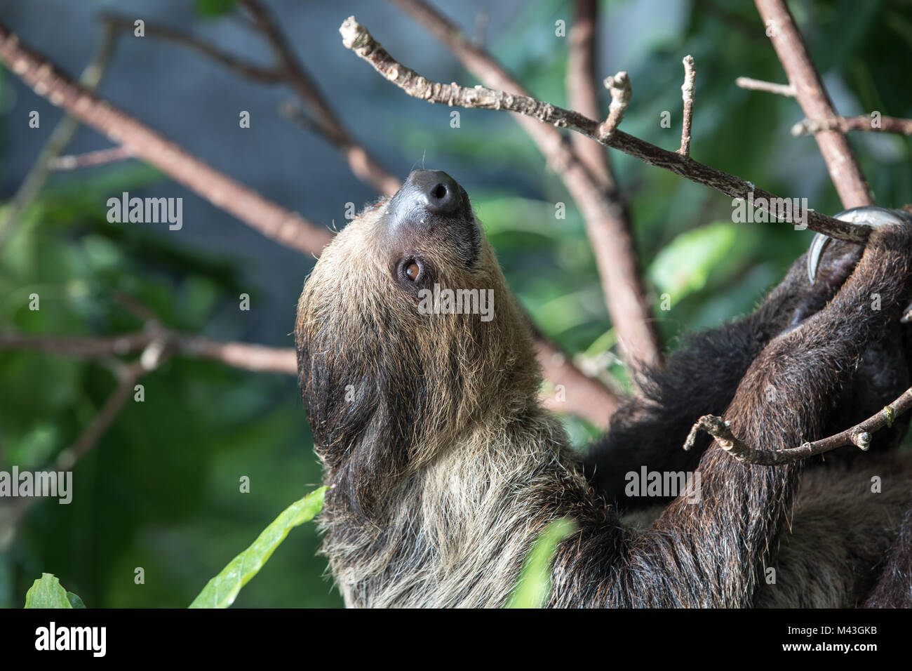 Un relajado sleepy Linnaeus dos dedos cada sloth (Choloepus didactylus) colgando en la copa de árbol. Dubai, Emiratos Árabes Unidos. Foto de stock