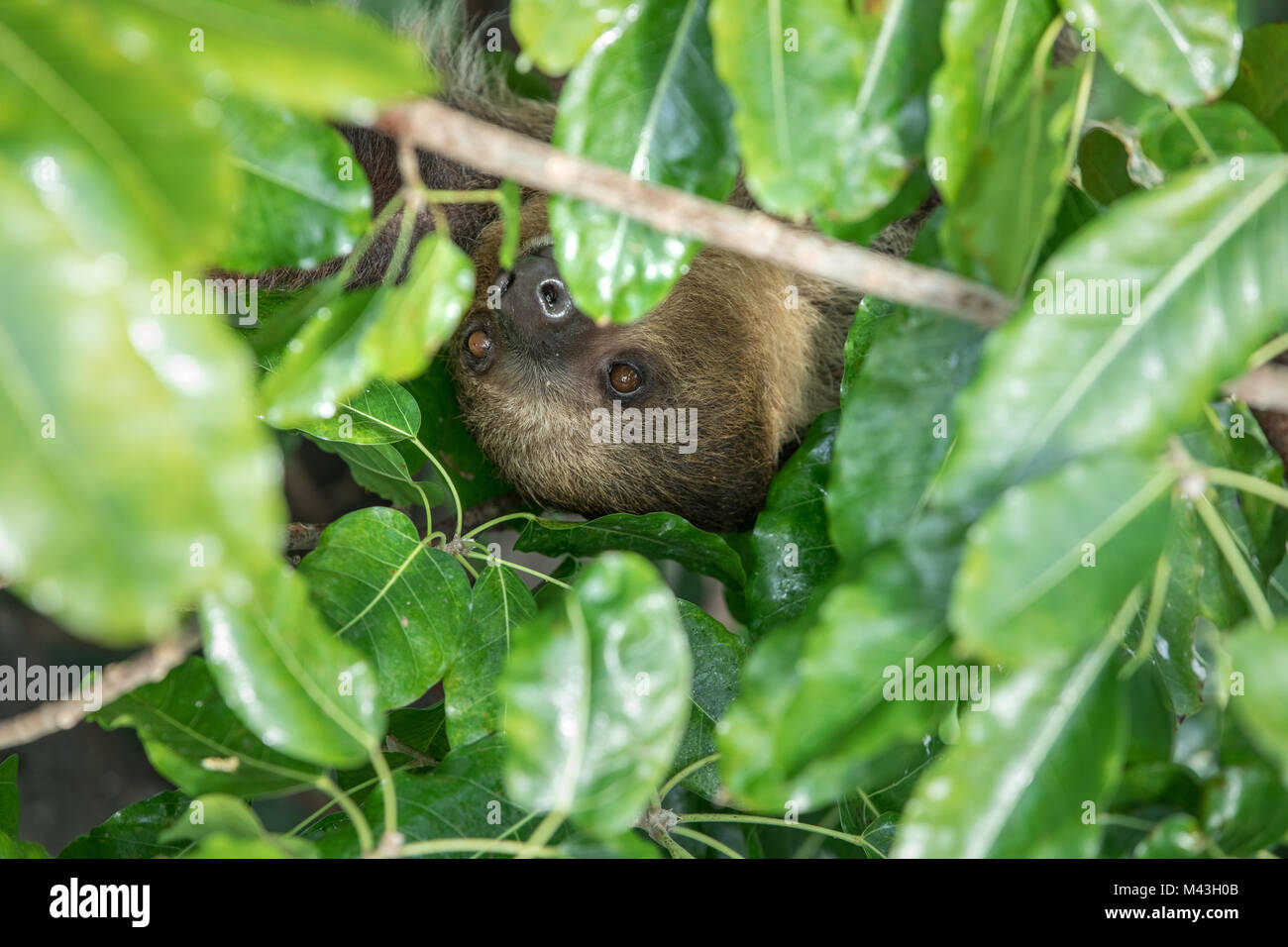 Un relajado sleepy Linnaeus dos dedos cada sloth (Choloepus didactylus) colgando en la copa de árbol. Dubai, Emiratos Árabes Unidos. Foto de stock