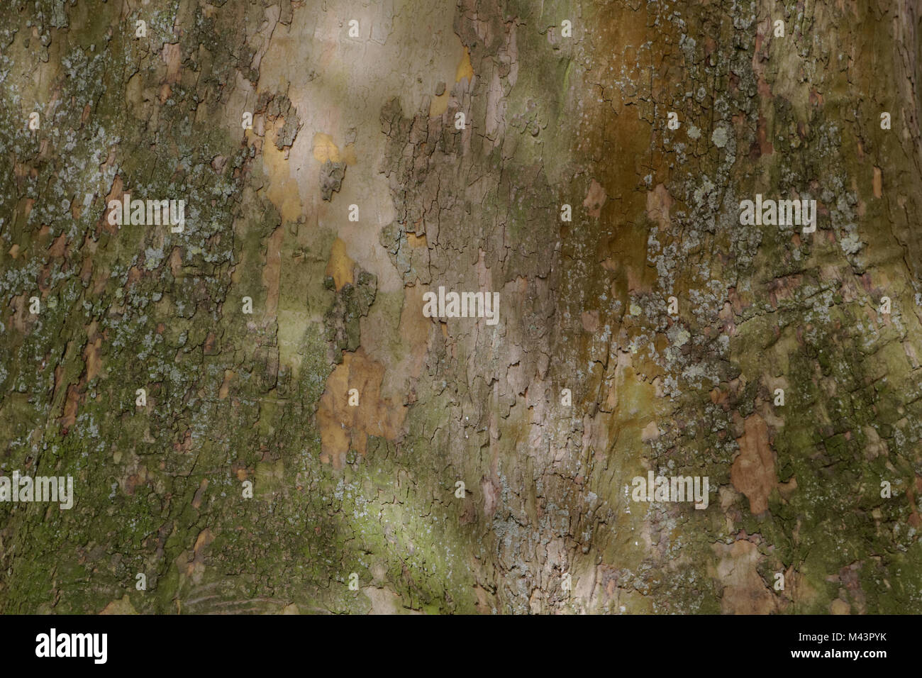 Platanus, Planetree, árbol de avión, Sicomoros, Alemania Foto de stock