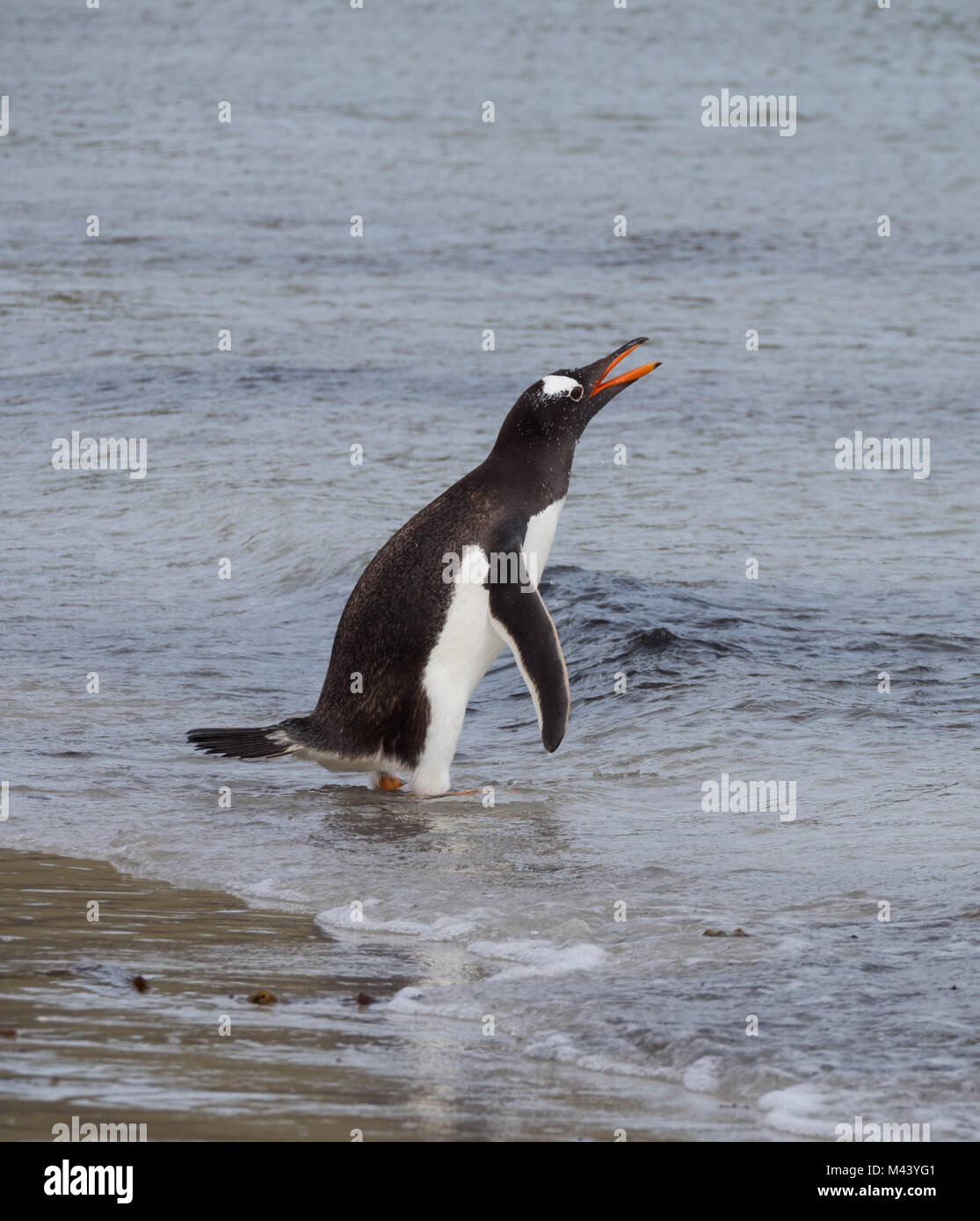 Un Pingüino Gentoo Vadeando Con El Agua Su Pico Está Abierto Y El Agua Gotea Desde Su Plumaje 7100